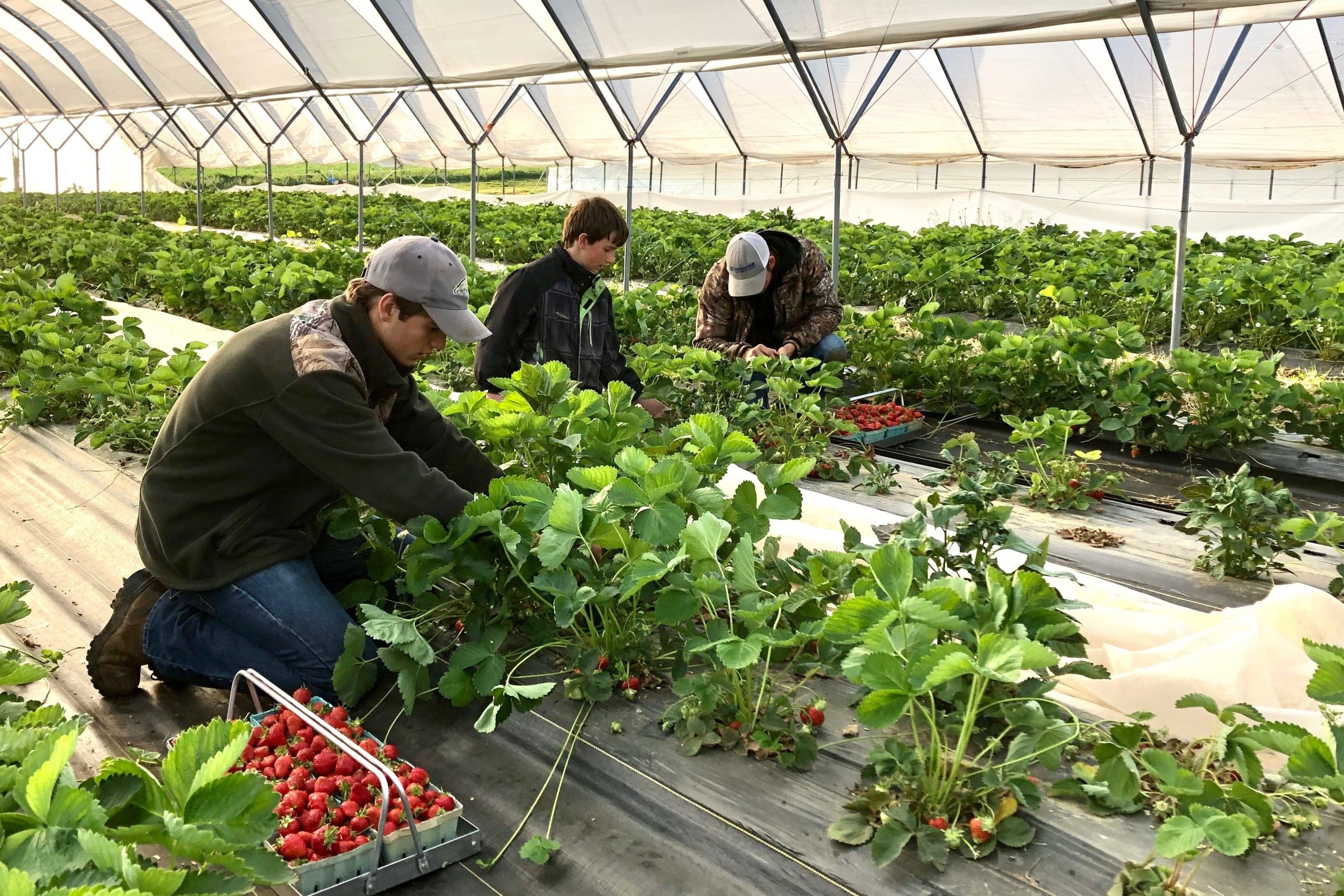Workers picking strawberries in a greenhouse.